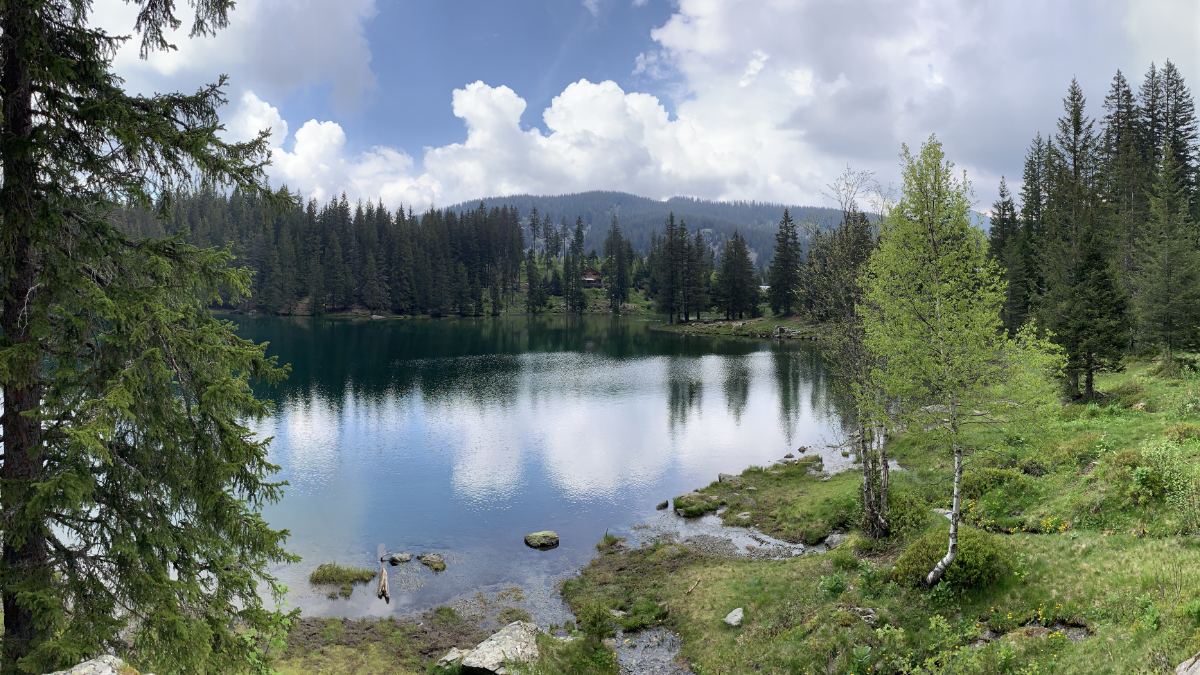 shinrin Yoku, nature and mindfulness